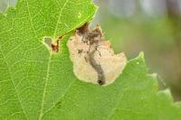 Eriocrania sangii