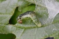 Ptycholoma lecheana