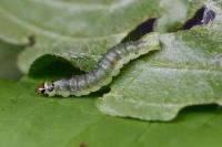 Ptycholoma lecheana