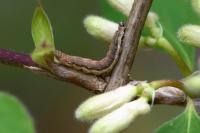 Ypsolopha falcella