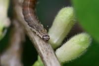 Ypsolopha falcella