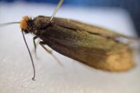 Incurvaria koerneriella