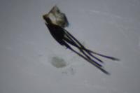 Incurvaria koerneriella