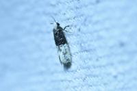 Trichophaga bipartitella