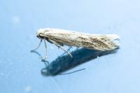 Ptocheuusa paupella