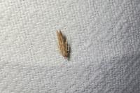 Pyroderces argyrogrammos