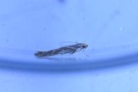 Pyroderces argyrogrammos