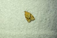 Clepsis consimilana