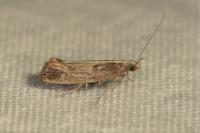 Acrolepiopsis vesperella
