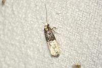Trichophaga bipartitella