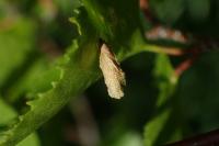 Coleophora serratella