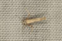 Palumbina guerinii