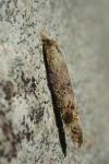 Taleporia tubulosa