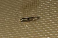 Argyresthia conjugella