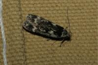 Anacampsis