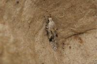 Carpatolechia alburnella