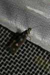 Scythris scopolella