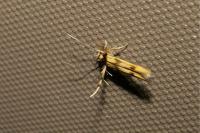 Stathmopoda pedella
