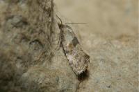 Cochylidia