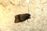 Celypha striana