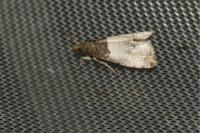 Notocelia