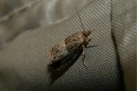 Notocelia