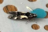 Teleiodes luculella