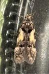 Teleiodes luculella