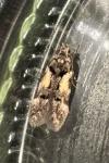 Teleiodes luculella
