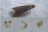 Coleophora lutarea