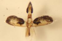 Bembecia iberica