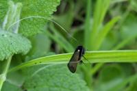Adela reaumurella