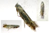 Phyllonorycter harrisella