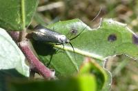 Adela reaumurella
