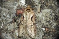 Semioscopis steinkellneriana