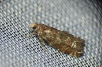 Epinotia tedella