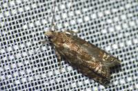Epinotia tedella