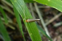 Nematopogon adansoniella