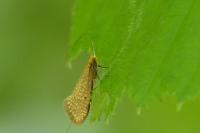 Nematopogon adansoniella