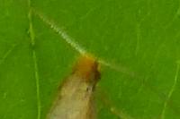 Nematopogon adansoniella