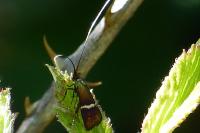 Adela australis