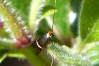 Adela australis