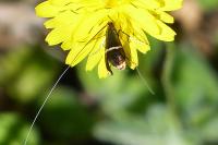 Adela australis