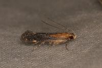Stomopteryx basalis