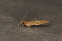 Pyroderces argyrogrammos