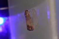 Cydia pomonella