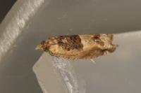 Crocidosema plebejana