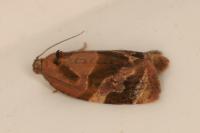 Ditula angustiorana