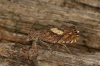 Dichrorampha petiverella