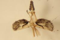 Bembecia ichneumoniformis